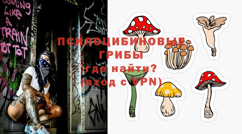 наркошоп  Дубовка  Галлюциногенные грибы Psilocybe 